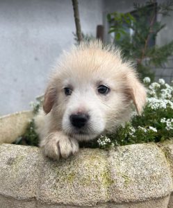 Bobo a cream coloured Romanian rescue dog | 1 Dog at a Time Rescue UK