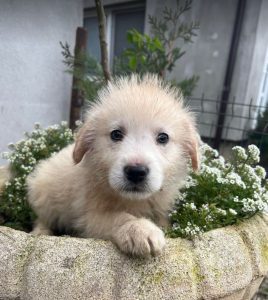 Bobo a cream coloured Romanian rescue dog | 1 Dog at a Time Rescue UK