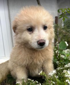 Bubbles a cream Romanian rescue dog | 1 Dog at a Time Rescue UK