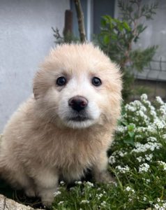 Bubbles a cream Romanian rescue dog | 1 Dog at a Time Rescue UK