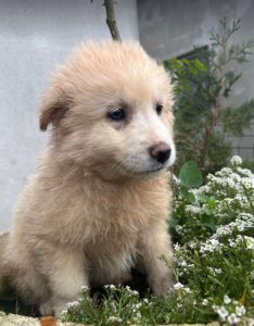 Bubbles a cream Romanian rescue dog | 1 Dog at a Time Rescue UK