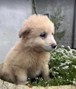 Bubbles a cream Romanian rescue dog | 1 Dog at a Time Rescue UK