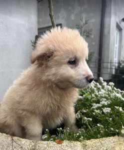 Bubbles a cream Romanian rescue dog | 1 Dog at a Time Rescue UK