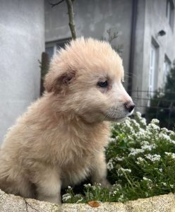 Bubbles a cream Romanian rescue dog | 1 Dog at a Time Rescue UK