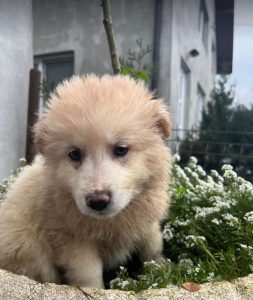 Bubbles a cream Romanian rescue dog | 1 Dog at a Time Rescue UK