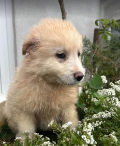 Bubbles a cream Romanian rescue dog | 1 Dog at a Time Rescue UK