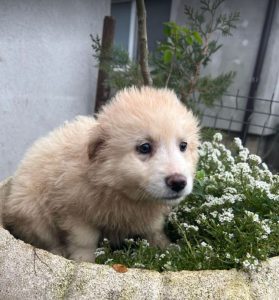 Bubbles a cream Romanian rescue dog | 1 Dog at a Time Rescue UK