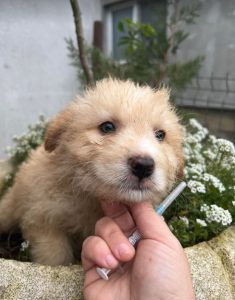 Buddy a cream coloured Romanian rescue dog | 1 Dog at a Time Rescue UK