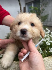 Buddy a cream coloured Romanian rescue dog | 1 Dog at a Time Rescue UK