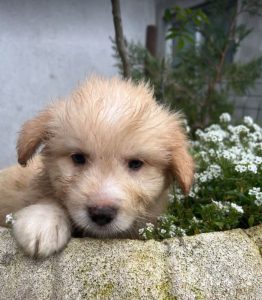 Buddy a cream coloured Romanian rescue dog | 1 Dog at a Time Rescue UK