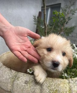 Buddy a cream coloured Romanian rescue dog | 1 Dog at a Time Rescue UK