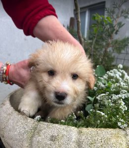 Buddy a cream coloured Romanian rescue dog | 1 Dog at a Time Rescue UK