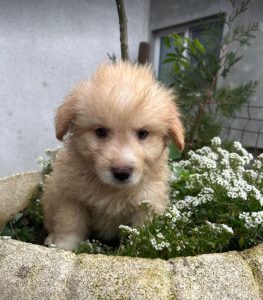 Buddy a cream coloured Romanian rescue dog | 1 Dog at a Time Rescue UK