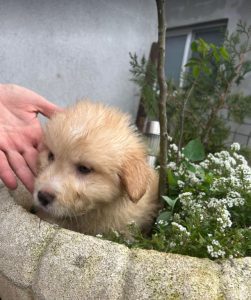 Buddy a cream coloured Romanian rescue dog | 1 Dog at a Time Rescue UK