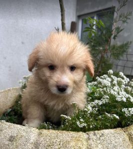 Buddy a cream coloured Romanian rescue dog | 1 Dog at a Time Rescue UK