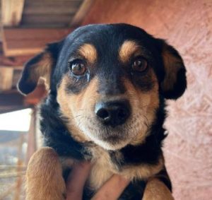 Chloe a black and tan romanian rescue dog | 1 dog at a time rescue uk