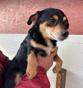 Chloe a black and tan romanian rescue dog | 1 dog at a time rescue uk