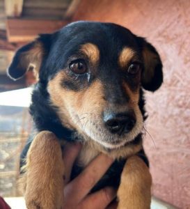 Chloe a black and tan romanian rescue dog | 1 dog at a time rescue uk