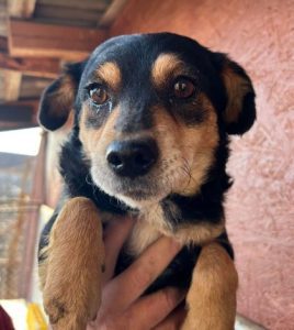 Chloe a black and tan romanian rescue dog | 1 dog at a time rescue uk