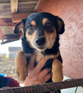 Chloe a black and tan romanian rescue dog | 1 dog at a time rescue uk