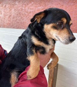 Chloe a black and tan romanian rescue dog | 1 dog at a time rescue uk