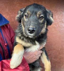 Eddie a black and tan romanian rescue dog | 1 dog at a time rescue uk