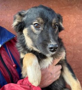 Eddie a black and tan romanian rescue dog | 1 dog at a time rescue uk