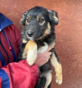 Eddie a black and tan romanian rescue dog | 1 dog at a time rescue uk