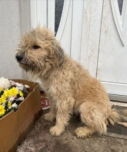 Gemma a faun coloured Romanian rescue dog | 1 Dog at a Time Rescue UK