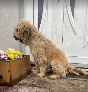Gemma a faun coloured Romanian rescue dog | 1 Dog at a Time Rescue UK
