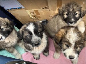 Marina a grey and white romanian rescue dog | 1 dog at a time rescue uk