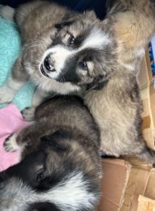 Marina a grey and white romanian rescue dog | 1 dog at a time rescue uk