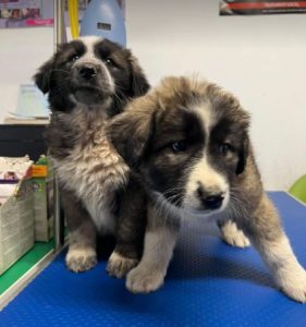 Marina a grey and white romanian rescue dog | 1 dog at a time rescue uk