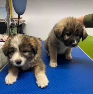 Marina a grey and white romanian rescue dog | 1 dog at a time rescue uk