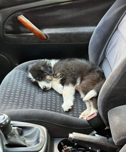 Jessica a black and white Romanian rescue dog | 1 Dog at a Time Rescue UK