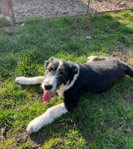 Jessica a black and white Romanian rescue dog | 1 Dog at a Time Rescue UK