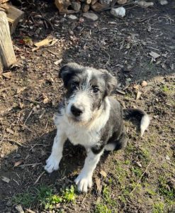 Jessica a black and white Romanian rescue dog | 1 Dog at a Time Rescue UK