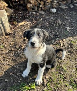 Jessica a black and white Romanian rescue dog | 1 Dog at a Time Rescue UK