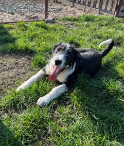 Jessica a black and white Romanian rescue dog | 1 Dog at a Time Rescue UK