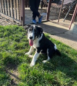 Jessica a black and white Romanian rescue dog | 1 Dog at a Time Rescue UK