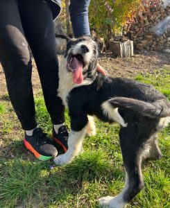 Jessica a black and white Romanian rescue dog | 1 Dog at a Time Rescue UK