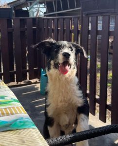 Jessica a black and white Romanian rescue dog | 1 Dog at a Time Rescue UK