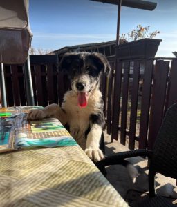 Jessica a black and white Romanian rescue dog | 1 Dog at a Time Rescue UK