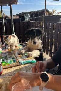 Jessica a black and white Romanian rescue dog | 1 Dog at a Time Rescue UK