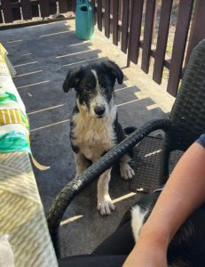 Jessica a black and white Romanian rescue dog | 1 Dog at a Time Rescue UK