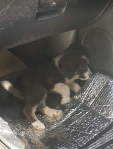 Jessica a black and white Romanian rescue dog | 1 Dog at a Time Rescue UK