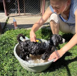 Jessica a black and white Romanian rescue dog | 1 Dog at a Time Rescue UK