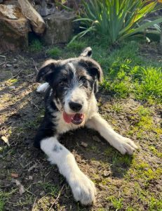 Jessica a black and white Romanian rescue dog | 1 Dog at a Time Rescue UK