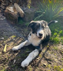 Jessica a black and white Romanian rescue dog | 1 Dog at a Time Rescue UK