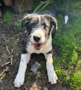 Jessica a black and white Romanian rescue dog | 1 Dog at a Time Rescue UK